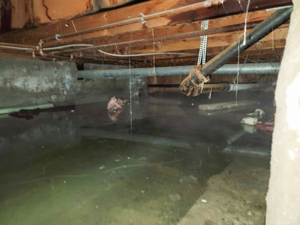 Best Flood damage cleanup  in Effingham, IL
