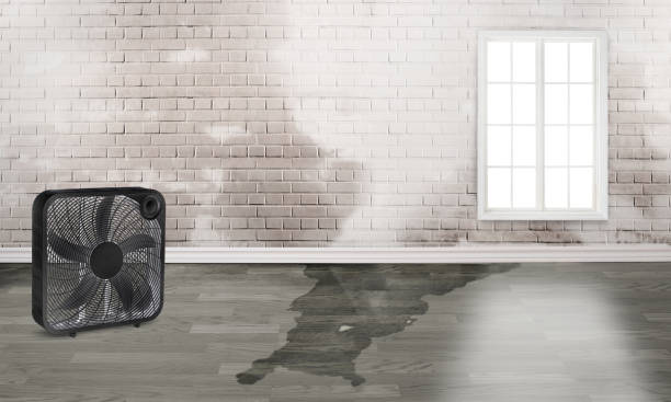 Best Basement water damage restoration  in Effingham, IL